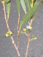 Eucalyptus microcodon