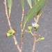 Eucalyptus microcodon - Photo 由 Dean Nicolle 所上傳的 (c) Dean Nicolle，保留部份權利CC BY-NC