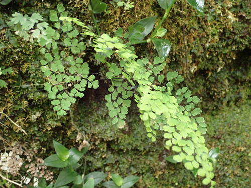 Adiantum raddianum image