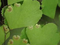 Adiantum raddianum image