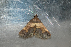 Bertula abjudicalis