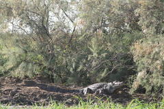Crocodylus suchus