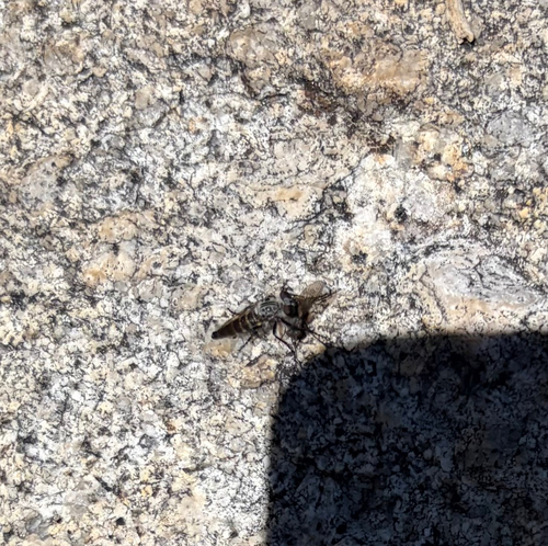 iNaturalist observation photo of Cyrtopogon