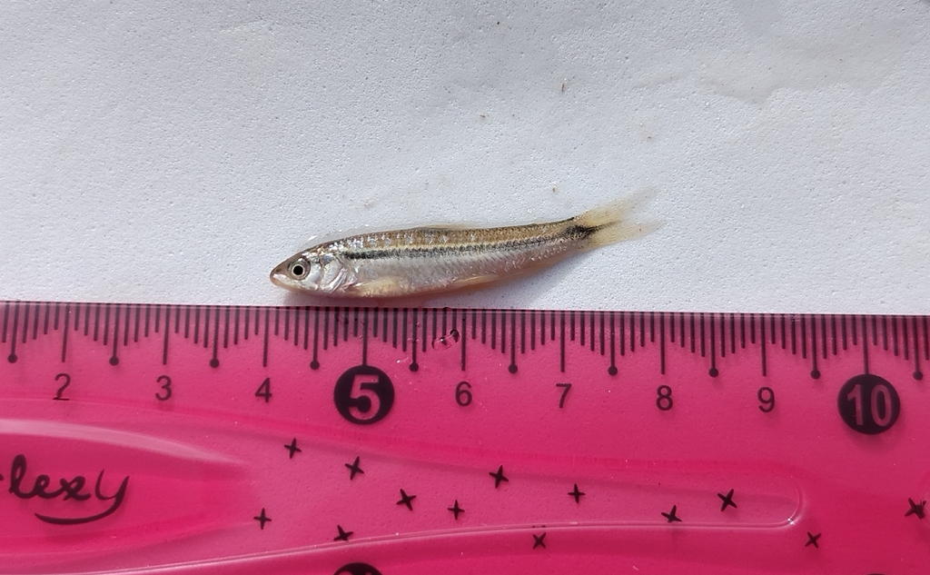 Pongo scraper characin (Parodon pongoensis) — Parodontidae