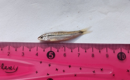 Pongo scraper characin (Parodon pongoensis) — Parodontidae