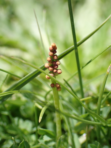 Botrychium simplex, 2026-07-17