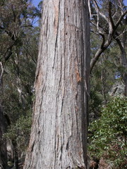Eucalyptus caliginosa