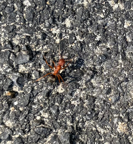 iNaturalist observation photo of integra-group Field and Mound Ants