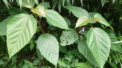 Ficus variegata garciae