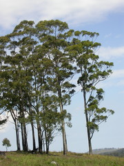 Eucalyptus campanulata