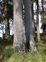 Eucalyptus campanulata