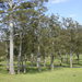 Eucalyptus saligna - Photo (c) Dean Nicolle, algunos derechos reservados (CC BY-NC), subido por Dean Nicolle
