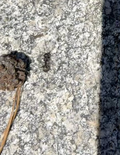 iNaturalist observation photo of Western Black Carpenter Ant