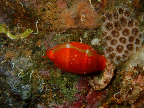 Cypraea lutea observed 2026-07-17
