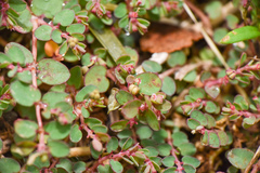 Euphorbia makinoi