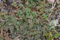 Euphorbia makinoi