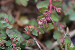 Euphorbia makinoi