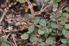 Euphorbia makinoi