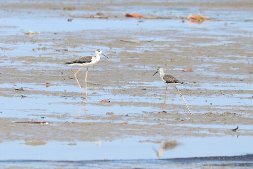 Black-winged Stilt