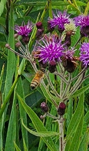 Western Honey Bee