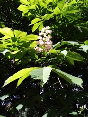 Aesculus hippocastanum