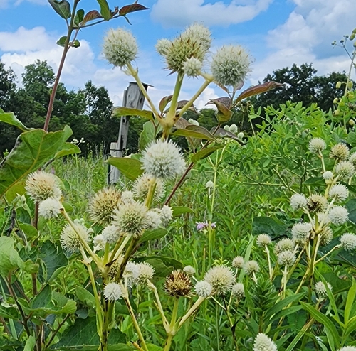 rattlesnake master