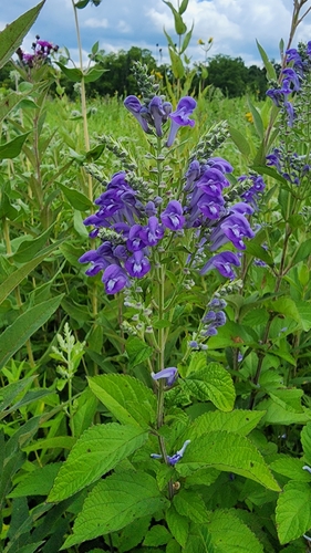 Downy Skullcap
