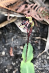 Chiloglottis reflexa