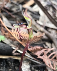 Chiloglottis reflexa