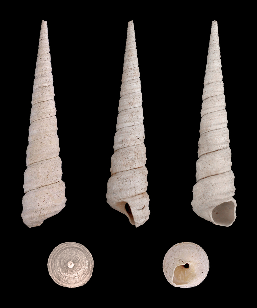 Tower Snails