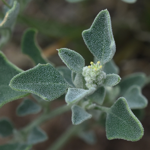 Chenopodium incanum