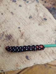 Lepidoptera