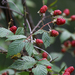 Rubus pensilvanicus - Photo (c) Alice Herden,  זכויות יוצרים חלקיות (CC BY-NC), הועלה על ידי Alice Herden