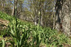 Allium siculum dioscoridis