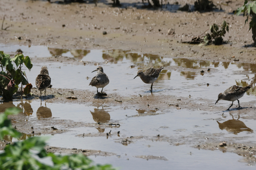 Pectoral Sandpiper