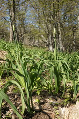 Allium siculum dioscoridis