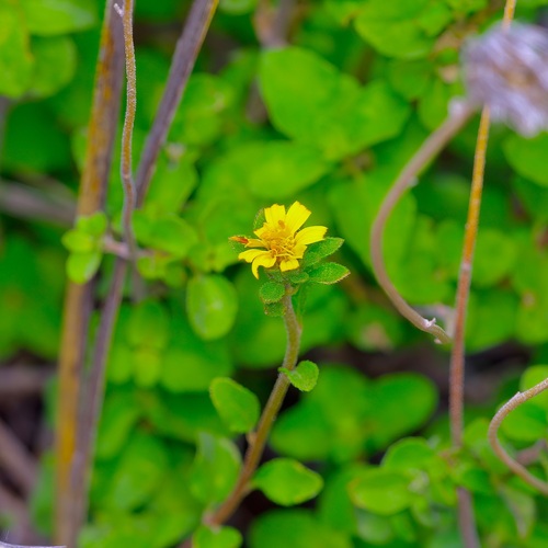 Shortleaf Jefea