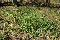 Allium siculum dioscoridis
