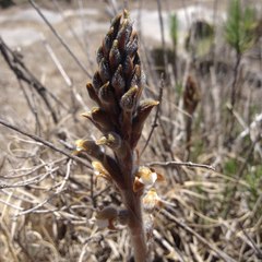 Sarcoglottis schaffneri
