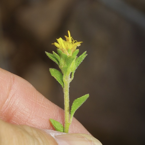 Jefea brevifolia, photograph 2