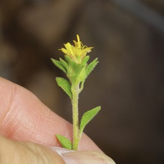 Jefea brevifolia, photograph (c) Michelle W. （鍾偉瑋）, some rights reserved (CC BY)