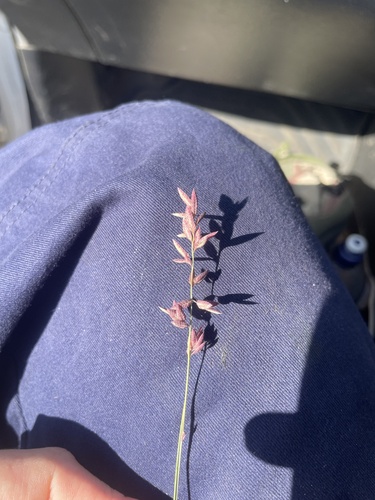 Eragrostis elongata observed 2026-07-23