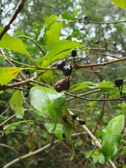 Afrocanthium mundianum