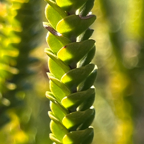 Baeckea imbricata, photograph 1