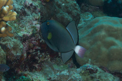 Melichthys vidua