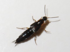 Philonthus marginatus