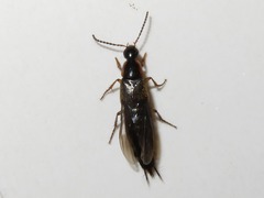 Philonthus marginatus