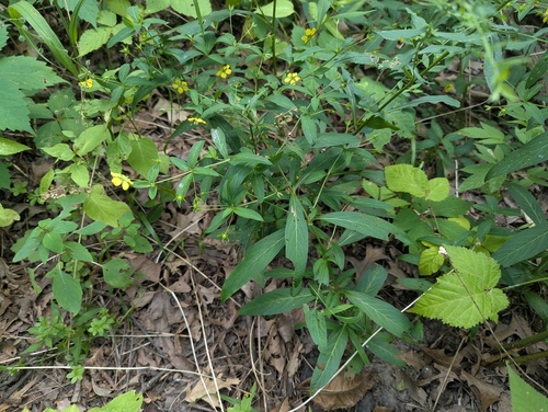 Lysimachia lanceolata, photograph 2