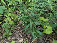 Lysimachia lanceolata, photograph (c) Ryan Sorrells, some rights reserved (CC BY)
