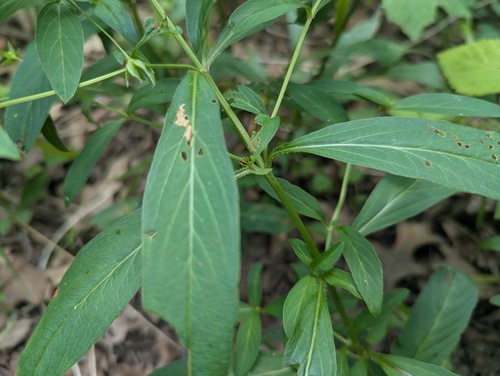 Lysimachia lanceolata, photograph 3